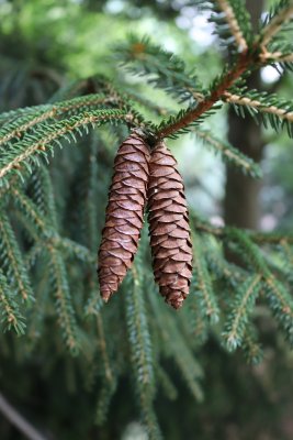 Picea orientalis 'Aurea' - smrk východní - šišky